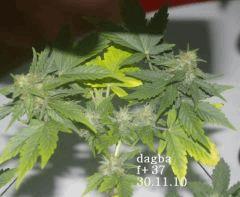 D3