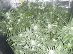 DSCF6373