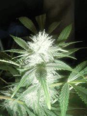 Dd (8)