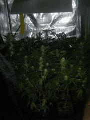 DSCF6377
