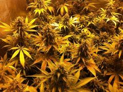 Afghane1 CW