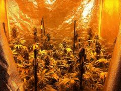 Afghane2 CW