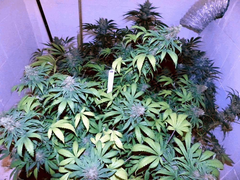 Green Devil