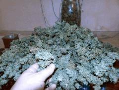 GD recolte
