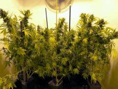 vu ensemble 3 GD en pot OB 60 jours de flo