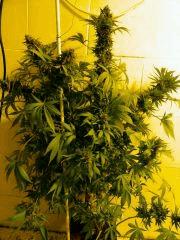 Green devil en pot 6 litres 20 jours de croissance  6o jours de flo
