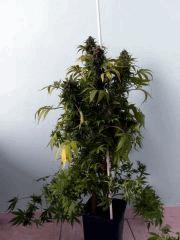 GD