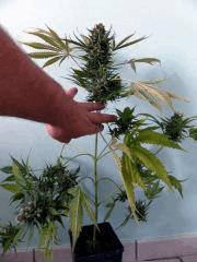 critical+