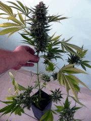Critical+ Pour comparatif