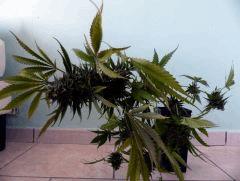 Critical + pour comparatif avec la GD