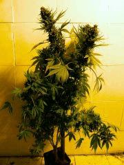 GD en pot OB 60 jours de flo