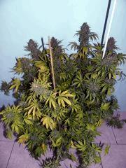 bouquet garni GD