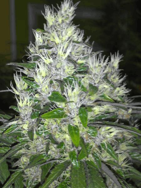 Macro