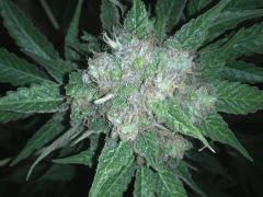 Super Hash ! Flo + 57 - Rinçage +10