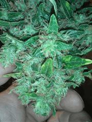 Cotton Candy Flo + 53