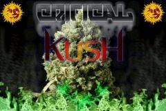 CriticalKush