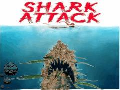 SharkAttack2