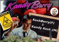 KandyBerry