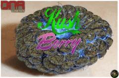 KushBerry