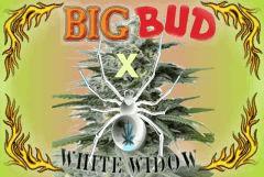 BigBudxWW