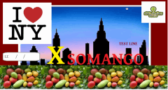 NYxSOMANGO