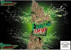 FrisianDew