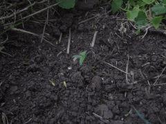 IMG 0717