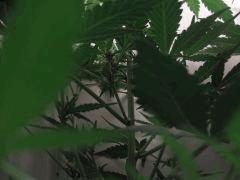 IMG 0345