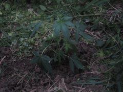 IMG 0718