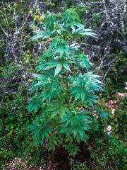 photo253 (2)