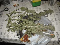 IMG 4731