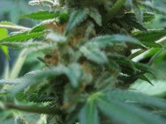 OB 2 1