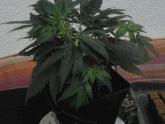 12 Ob C39
