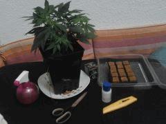 09 C29 bouture 2