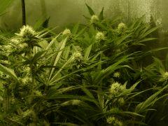 Skunk #1 Fem a + 25 de 12/12