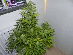 Mexican Sativa
