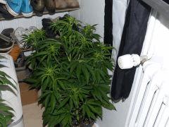 Mexican Sativa