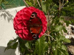 Papillon sur Dahlia .
