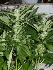 Skunk #1 Fem