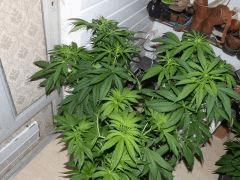 Népal Gum OG