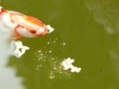 Poisson Rouge Morfal