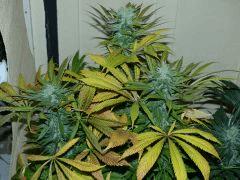 Hasberry de Mandala