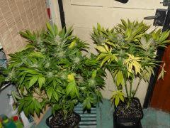Skunk#1 en fin de vie .....