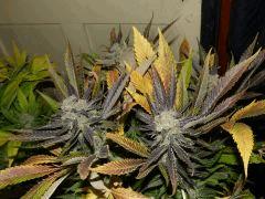 Skunk#1Fem +66