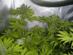 Satori