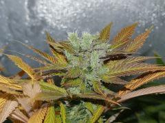 Hashberry