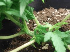 F 4 2