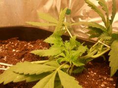 F 4 3
