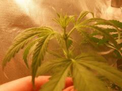 F 22 Sec D