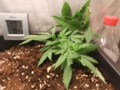 F62
